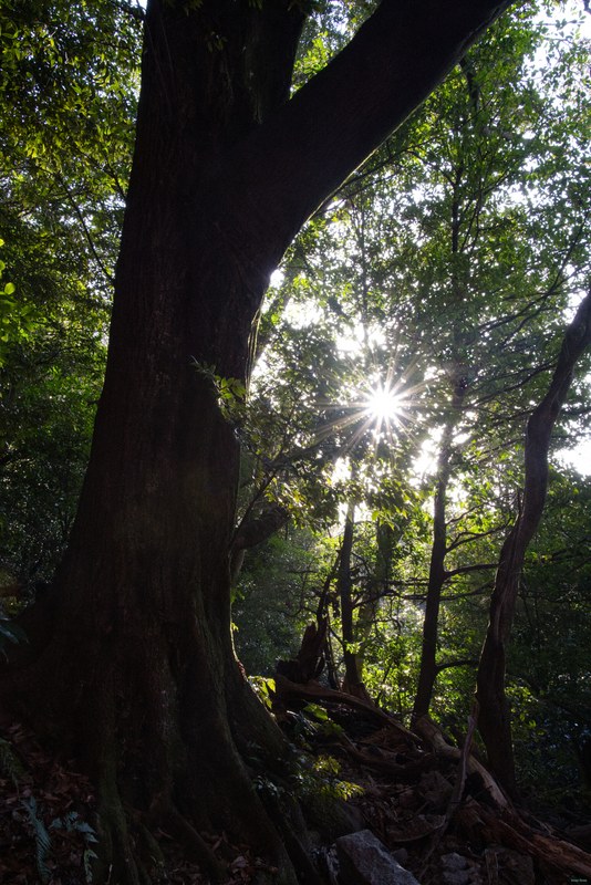 Trees In Sunlight - Every Day Photos